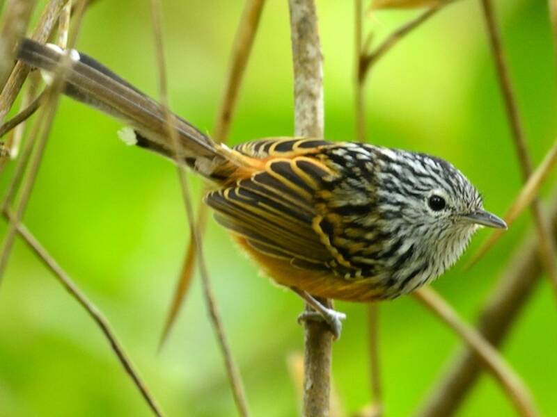 Santa Marta Antbird, 照片 2