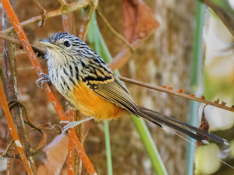 Santa Marta Antbird