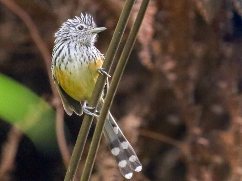 Santa Marta Antbird, 照片 3
