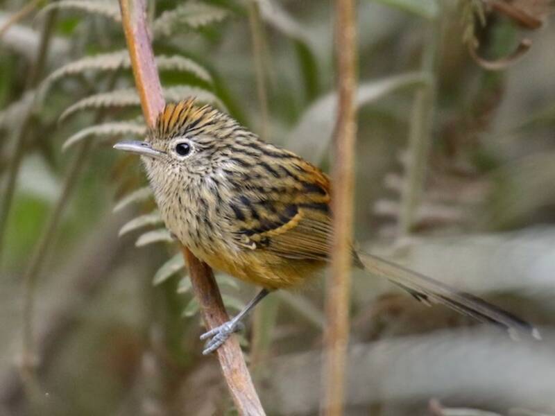 Santa Marta Antbird, 照片 4