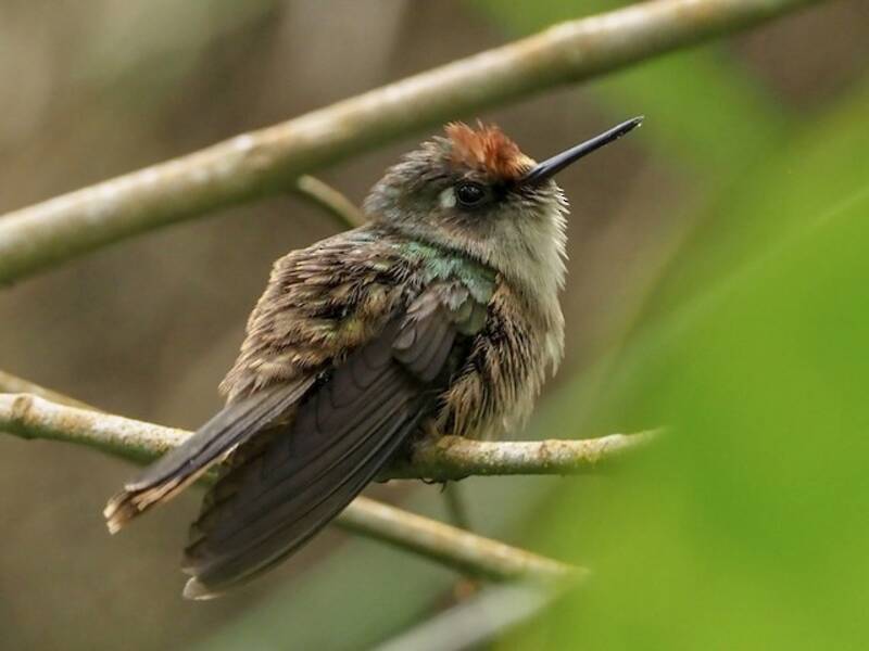 Colibri de Santa Marta, Photos 2
