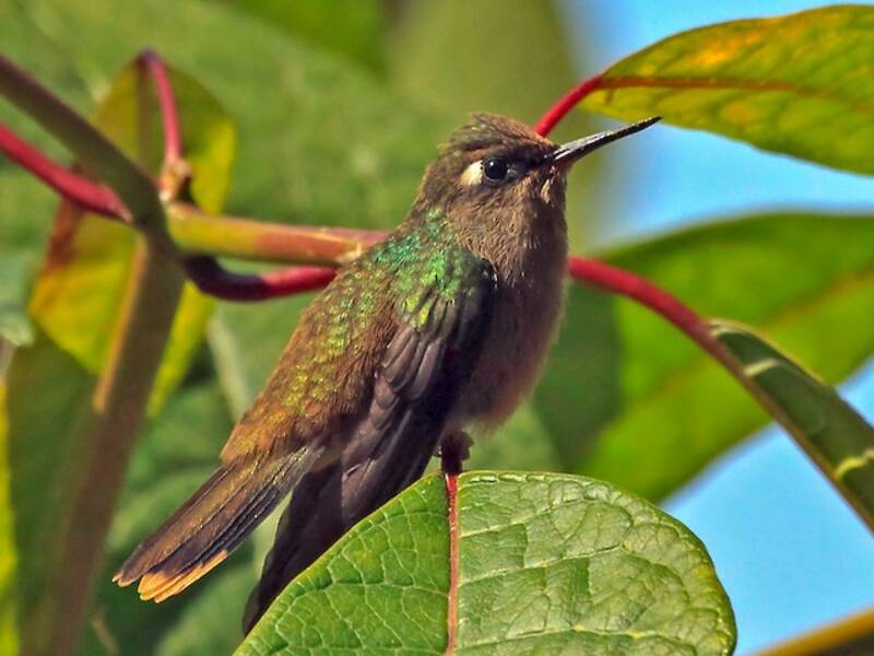 Colibri de Santa Marta, Photos 3