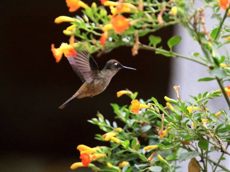Colibri de Santa Marta