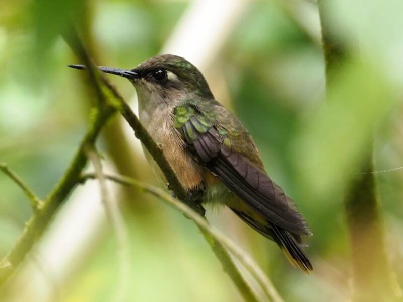 Colibri de Santa Marta, Photos 4
