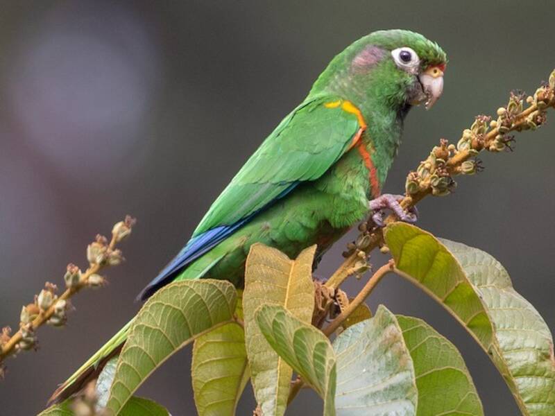 Periquito de Santa Marta