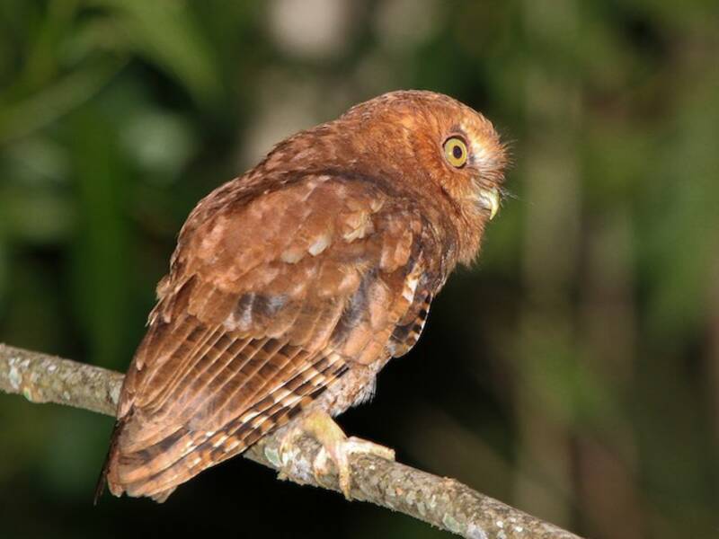 Santa Marta Screech-Owl
