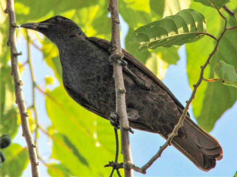 Aplonide di Samoa, Foto 4