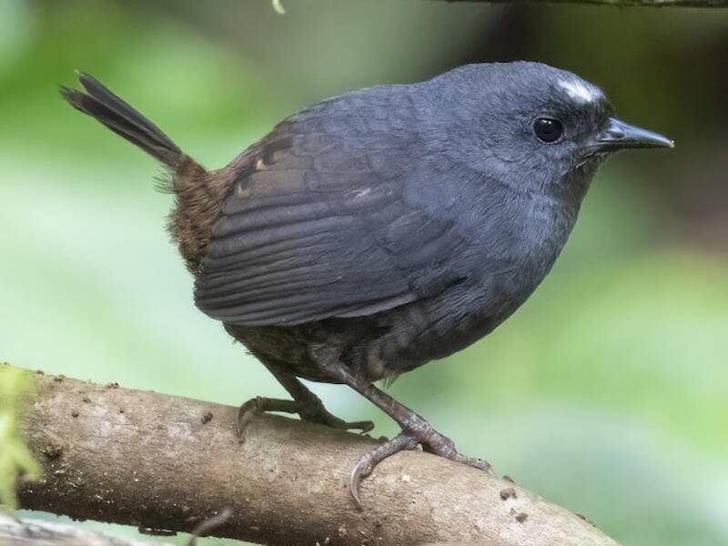 Santa Marta Tapaculo