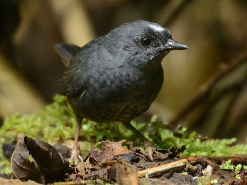 Tapaculo de Santa Marta, Fotos 3
