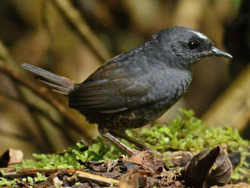 Tapaculo de Santa Marta, Fotos 2