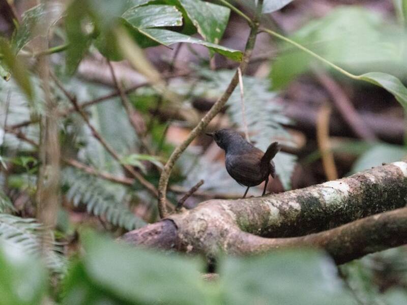 Tapaculo de Santa Marta, Fotos 4