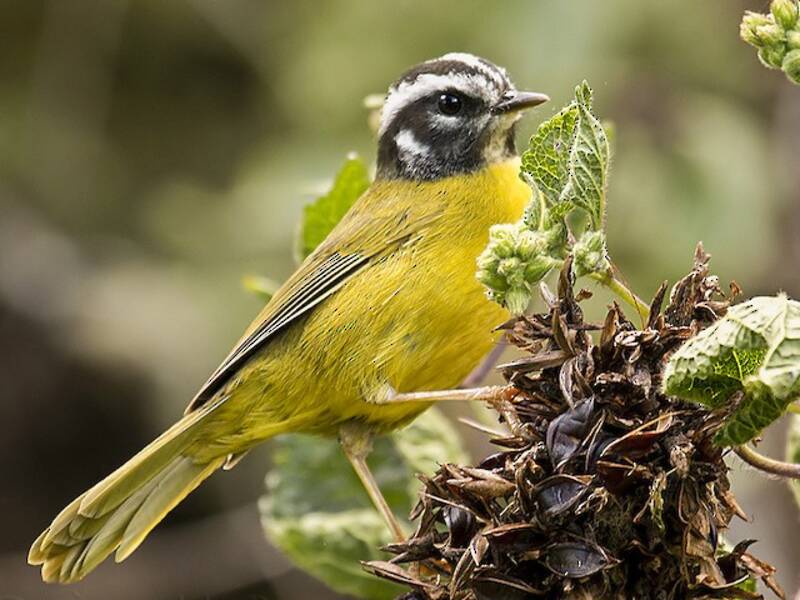 Basileuterus di Santa Marta, Foto 4