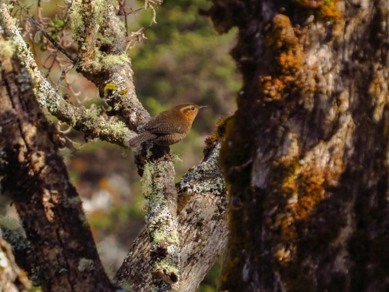 Troglodyte d'Apolinar, Photos 4