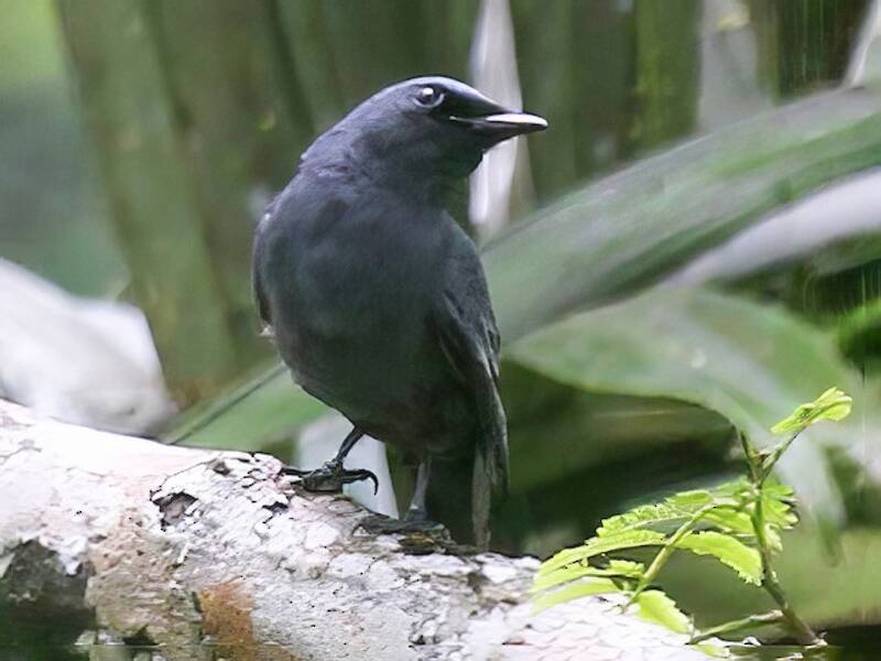 Sangihe Cicadabird, 照片 2