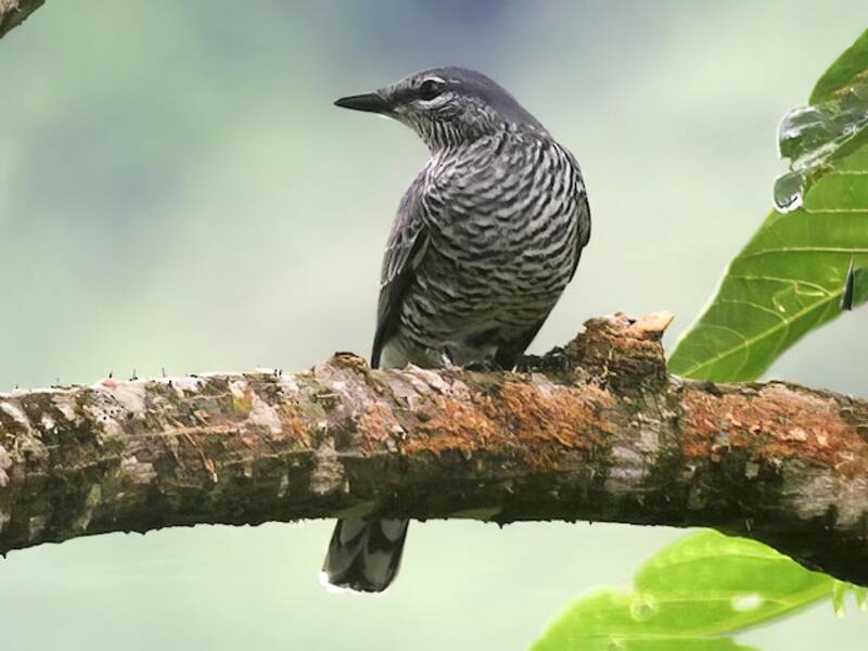 Sangihe Cicadabird, 照片 3