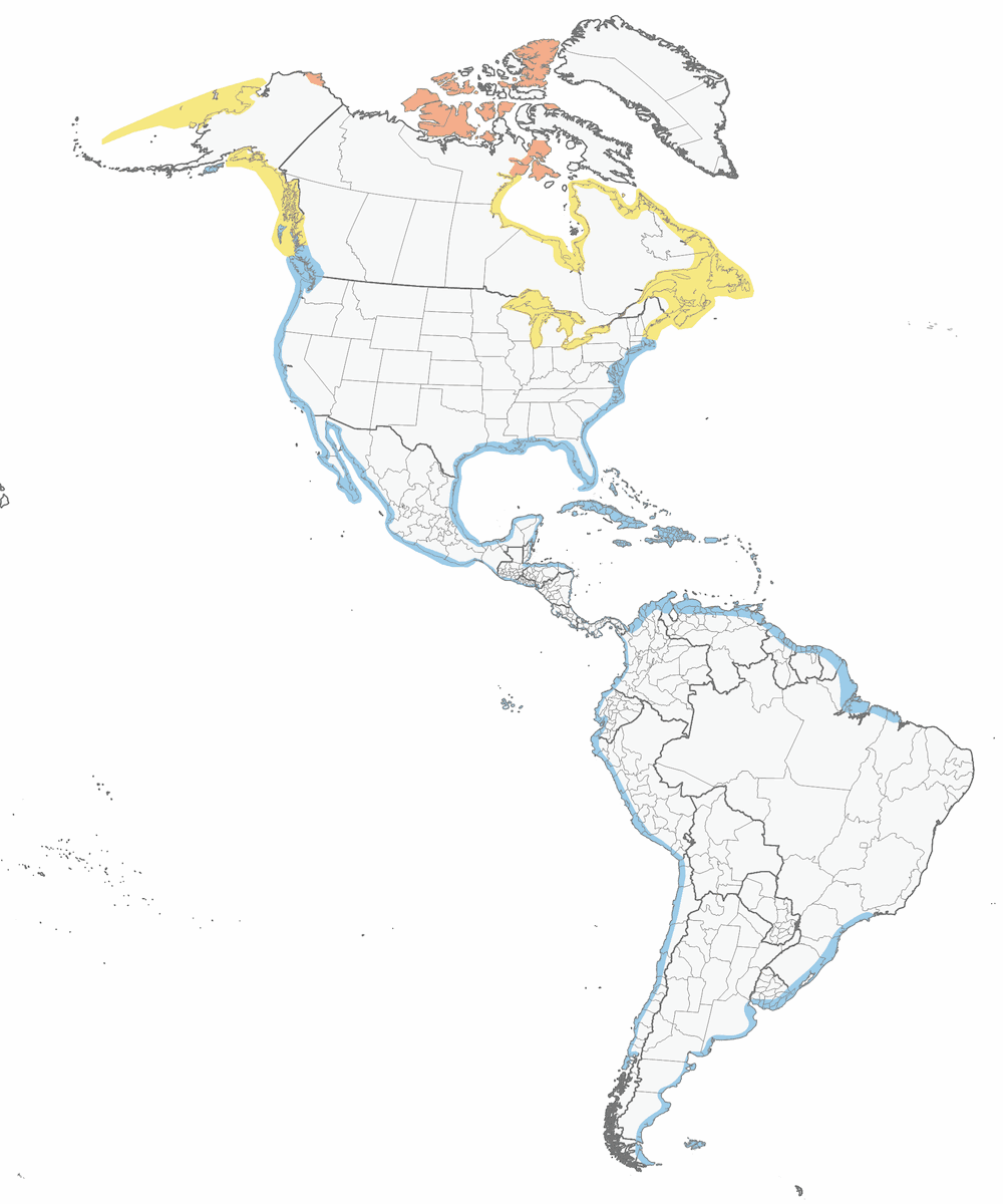 Correlimos Blanco, Distribución 1