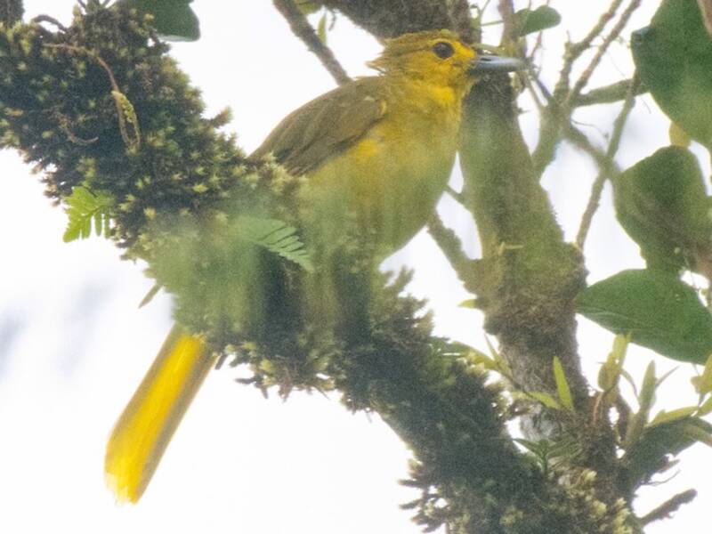 Bulbul de las Sangihe