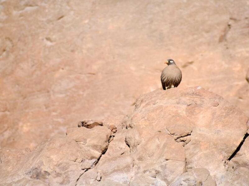 Sand Partridge (Ammoperdix heyi)