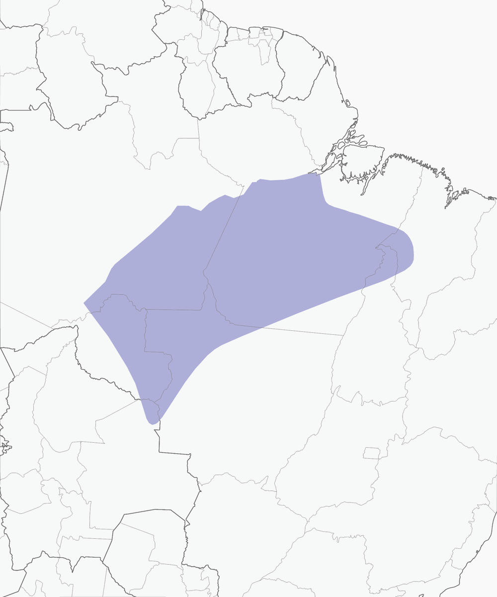 Parrocchetto di Santarem, Distribuzione 1