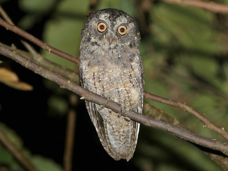 Sangihe Scops-Owl, Photos 3