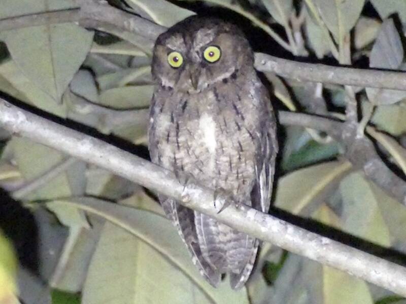 Sangihe Scops-Owl, Photos 2