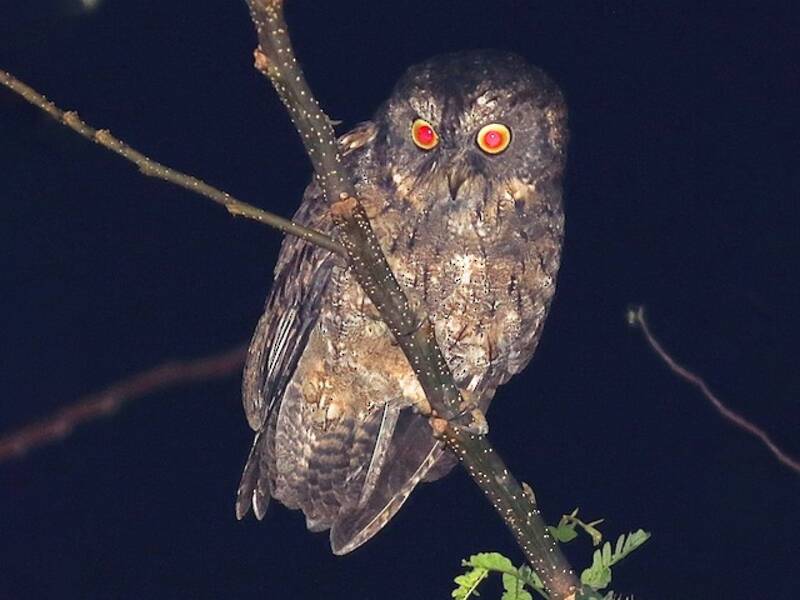 Sangihe Scops-Owl, Photos 4
