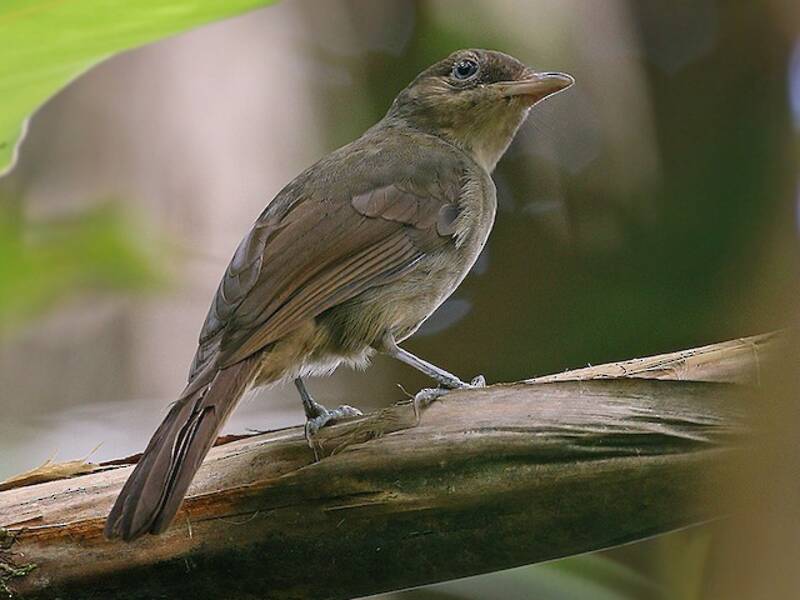 Sangihe Whistler