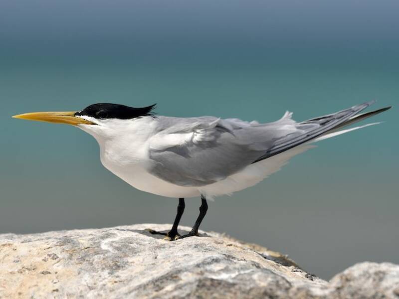 Sandwich Tern, Photos 4