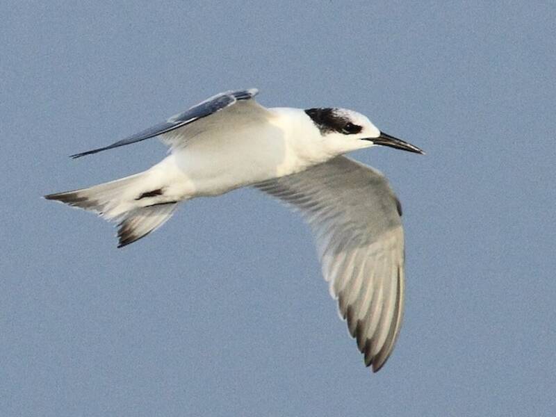 Sandwich Tern
