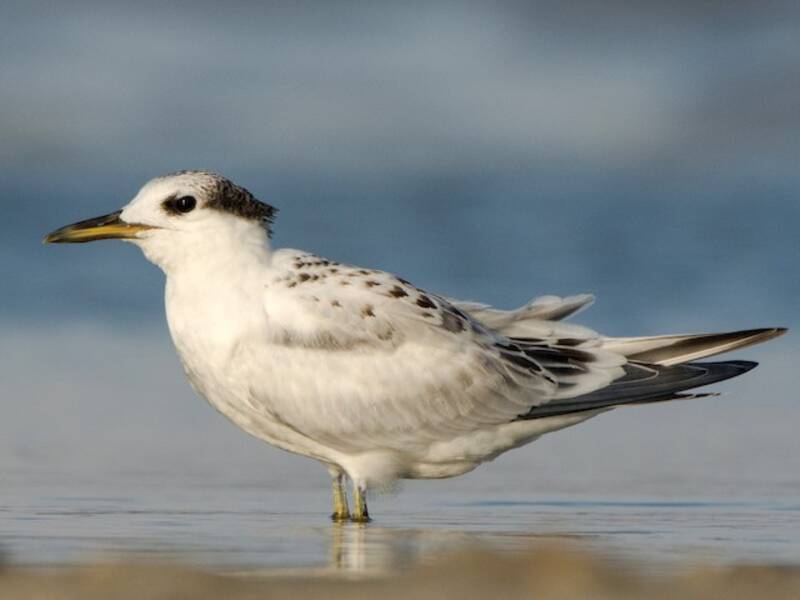 Sandwich Tern, Photos 2