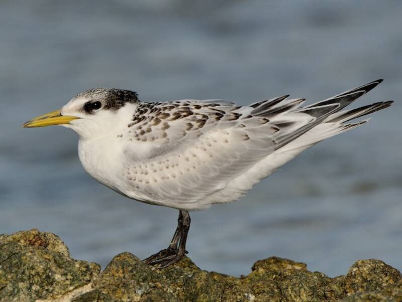Sandwich Tern, Photos 3