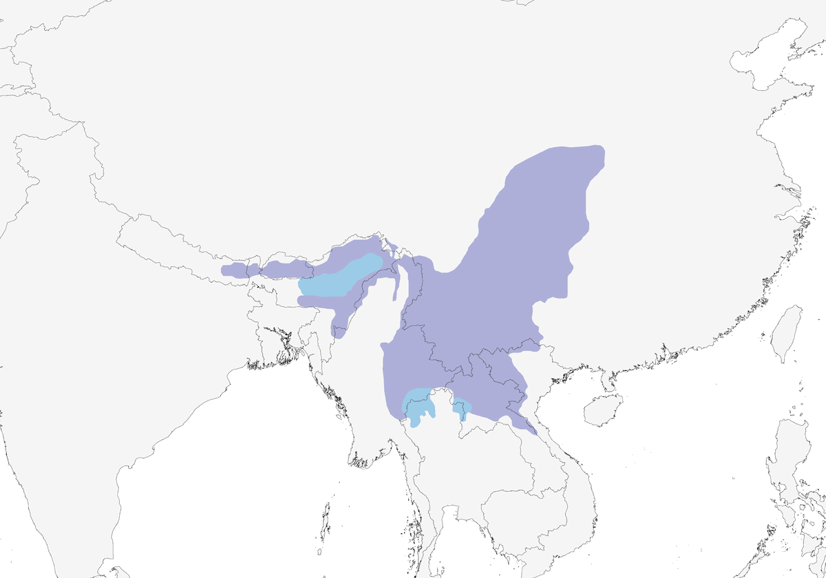 Pigliamosche zaffiro, Distribuzione 1