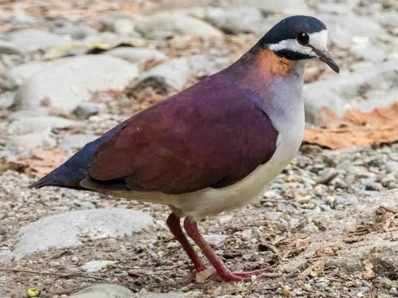 Purple Quail-Dove, Photos 4