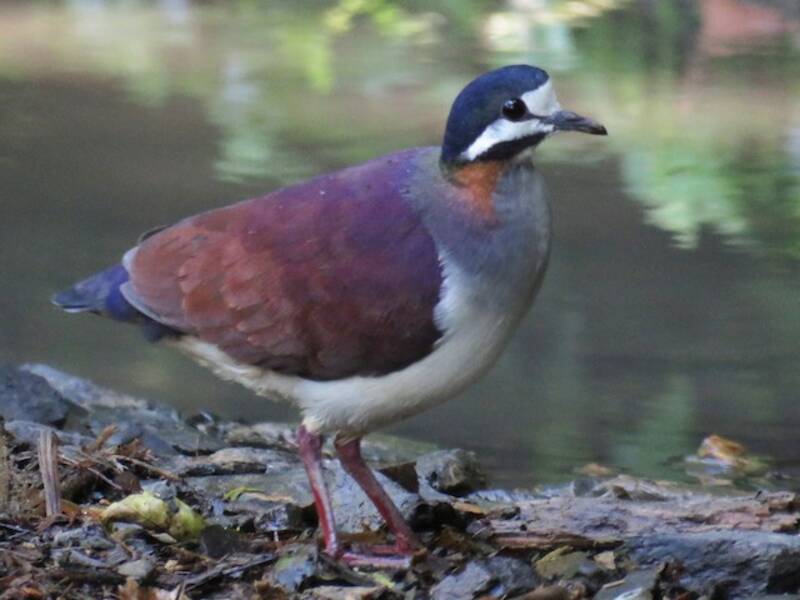 Purple Quail-Dove, Photos 2