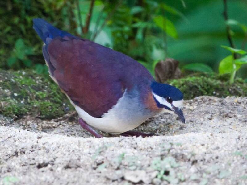 Purple Quail-Dove, Photos 3