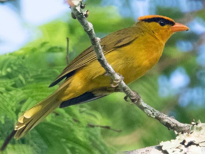 Inti Tanager, Photos 3