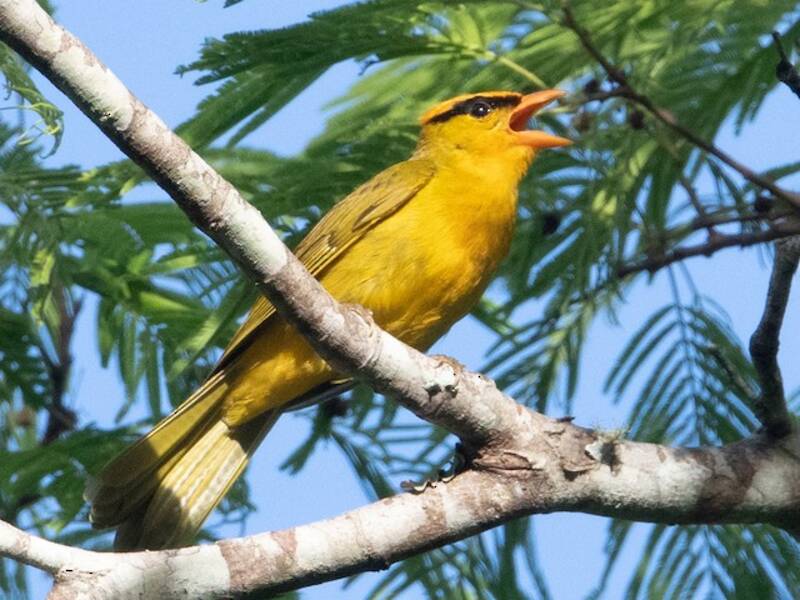 Inti Tanager, Photos 2