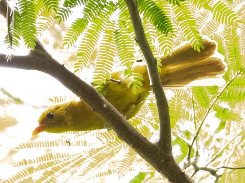 Inti Tanager, Photos 4