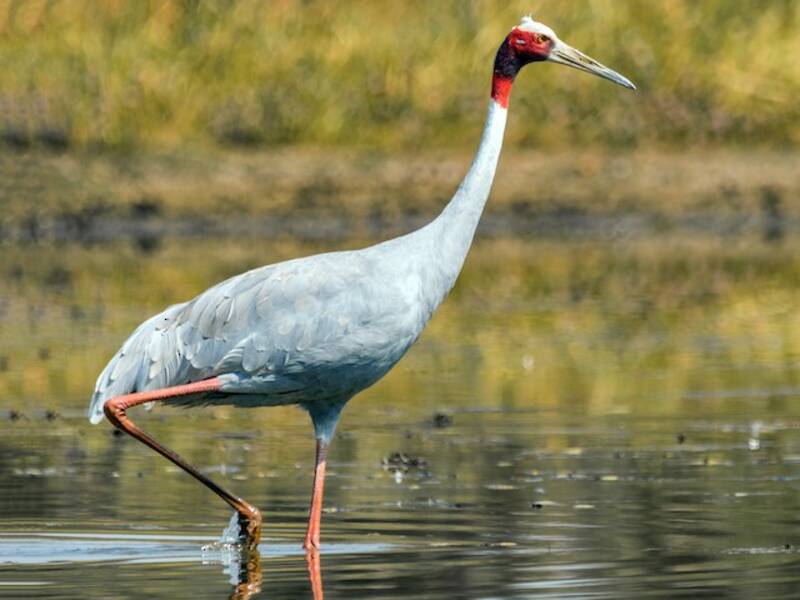Grulla Sarus, Fotos 3