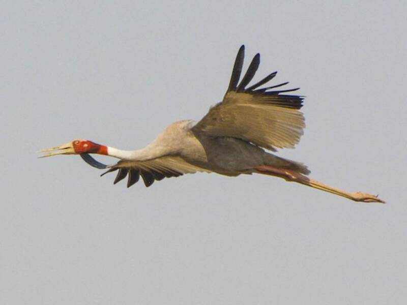 Sarus Crane (Antigone antigone)