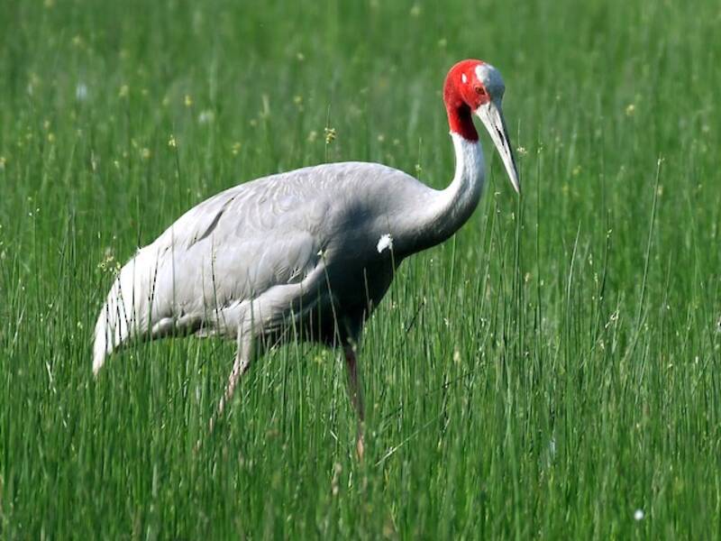 Grulla Sarus, Fotos 2