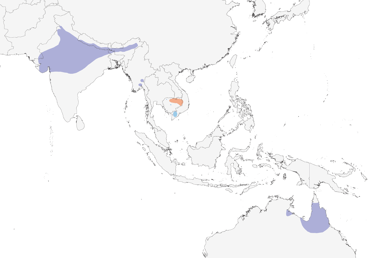 Grulla Sarus, Distribución 1