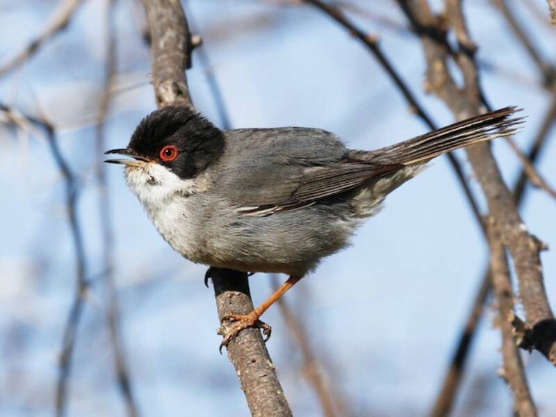 Sardinian Warbler, 照片 4
