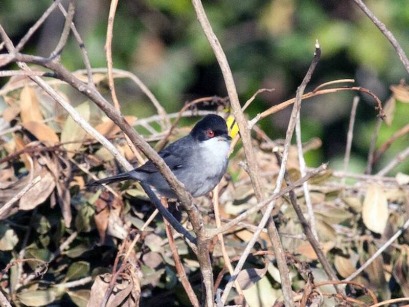 Sardinian Warbler, 照片 2