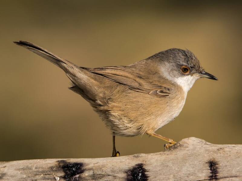 Sardinian Warbler, 照片 3