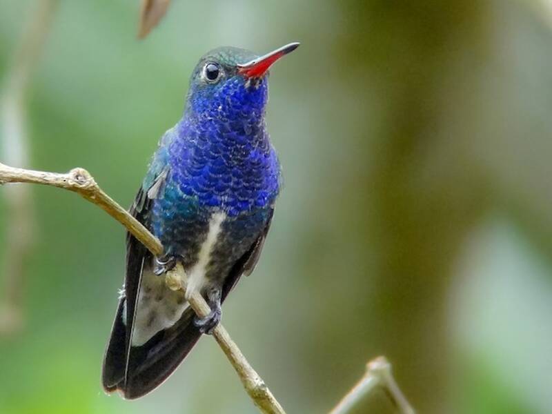 Sapphire-spangled Emerald, Photos 3