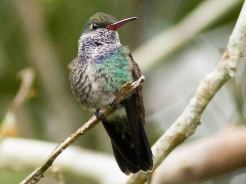 Sapphire-spangled Emerald, Photos 4