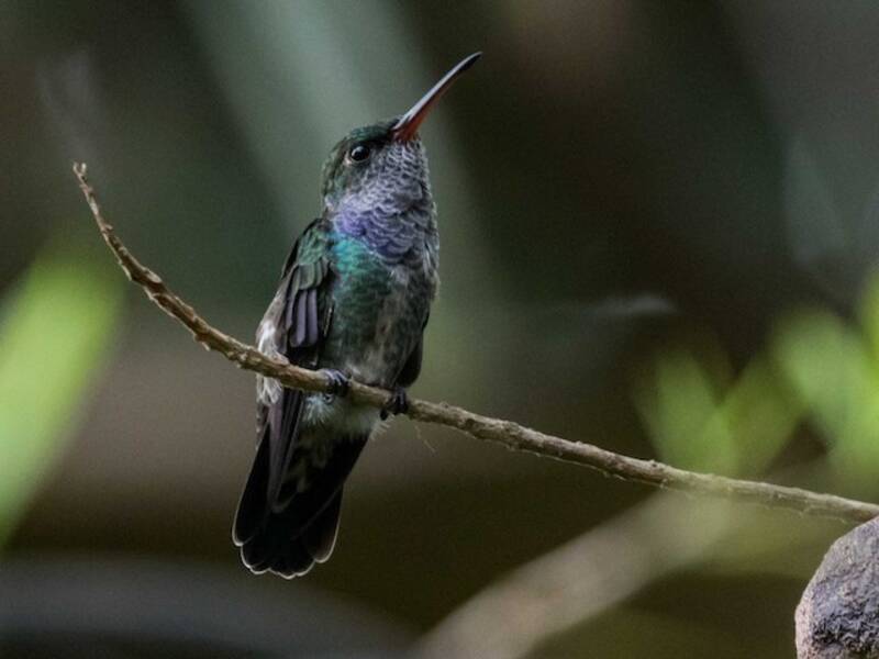 Sapphire-spangled Emerald, Photos 2