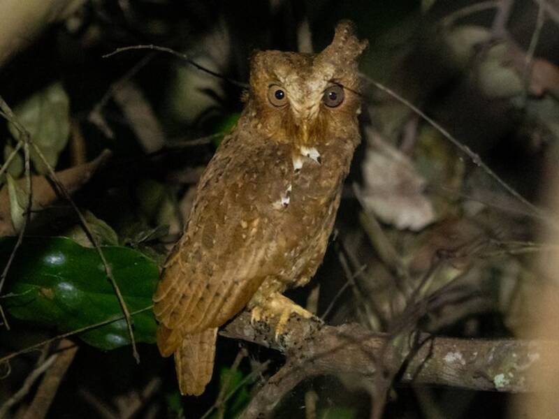 Sandy Scops-Owl, Photos 2