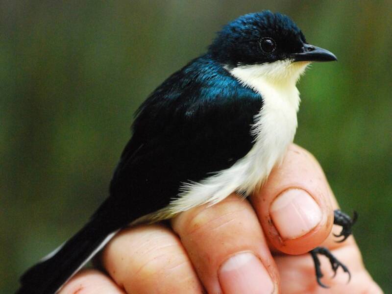 Satin Berrypecker (Melanocharis citreola)